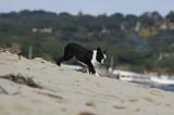 BOSTON TERRIER 323